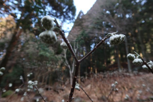 2021_01_31_英彦山_004.JPG